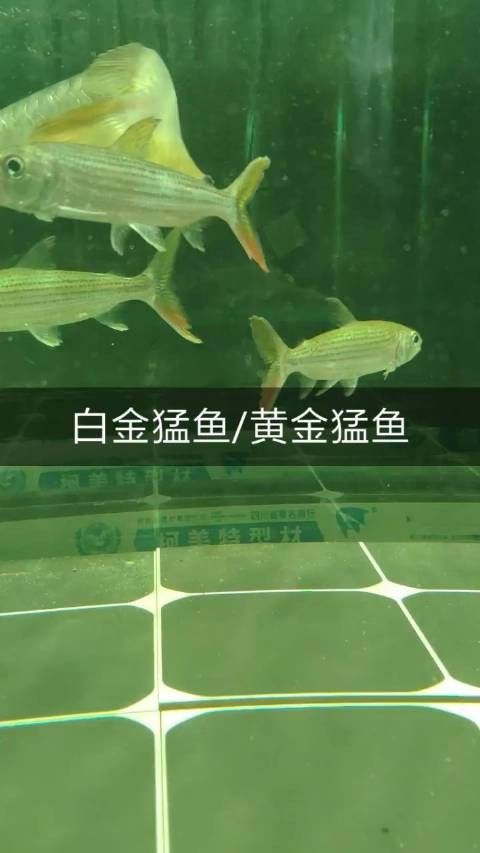 白金猛魚的飼養(yǎng)難度如何？，白金猛魚在水族箱中如何飼養(yǎng)白金猛魚的飼養(yǎng)難度如何