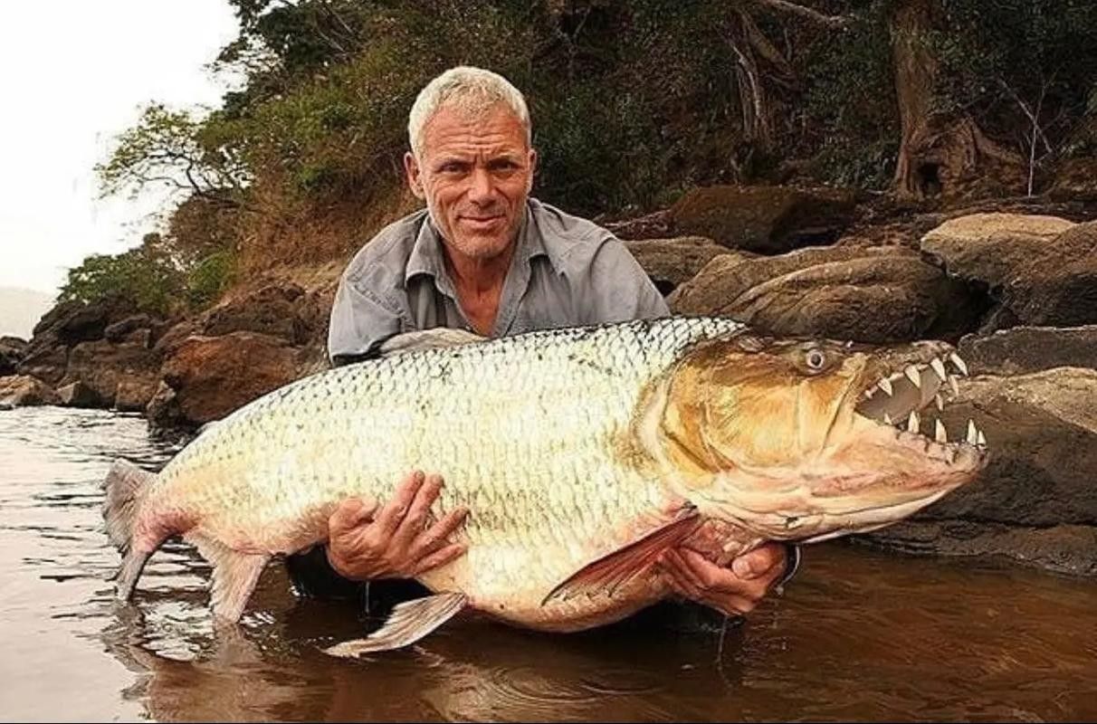 白金猛魚的飼養(yǎng)難度如何？，白金猛魚在水族箱中如何飼養(yǎng)白金猛魚的飼養(yǎng)難度如何