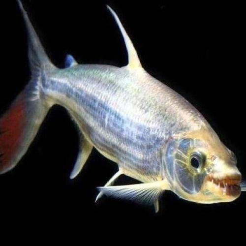 白金猛魚的飼養(yǎng)難度如何？，白金猛魚在水族箱中如何飼養(yǎng)白金猛魚的飼養(yǎng)難度如何