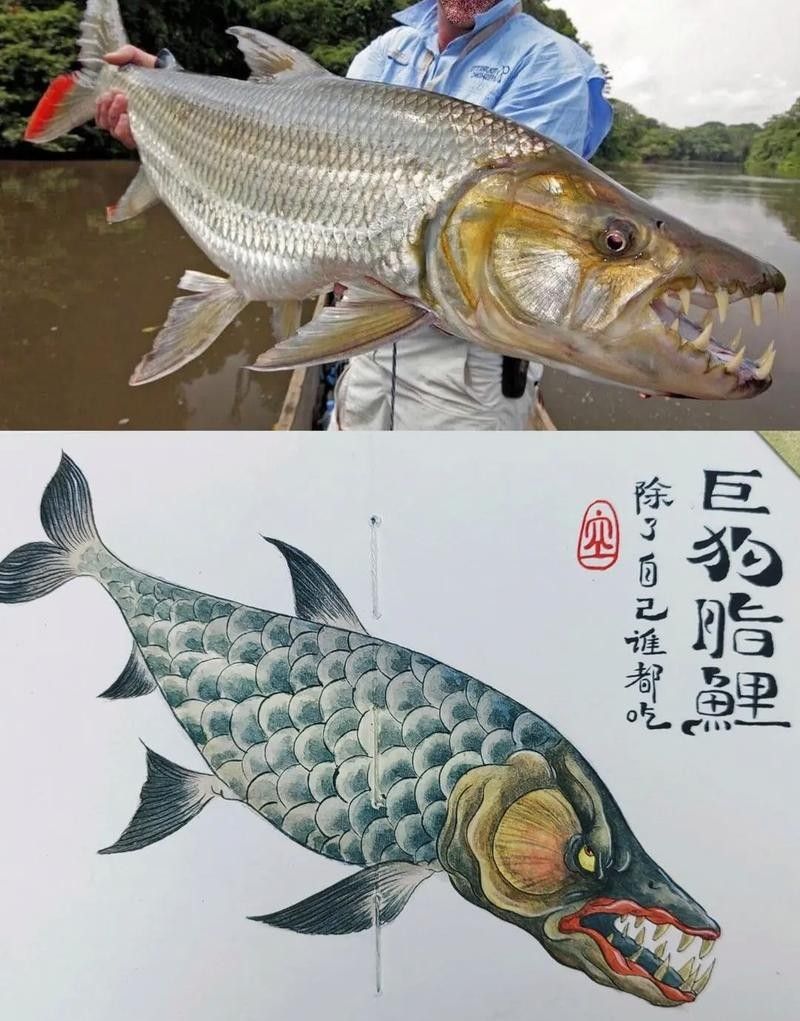 白金猛魚的飼養(yǎng)難度如何？，白金猛魚在水族箱中如何飼養(yǎng)白金猛魚的飼養(yǎng)難度如何