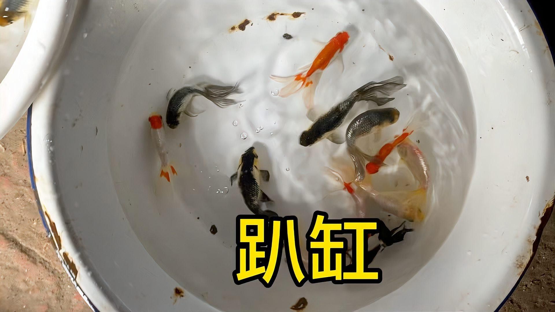魚趴缸底怎么辦，魚趴缸底了怎么辦