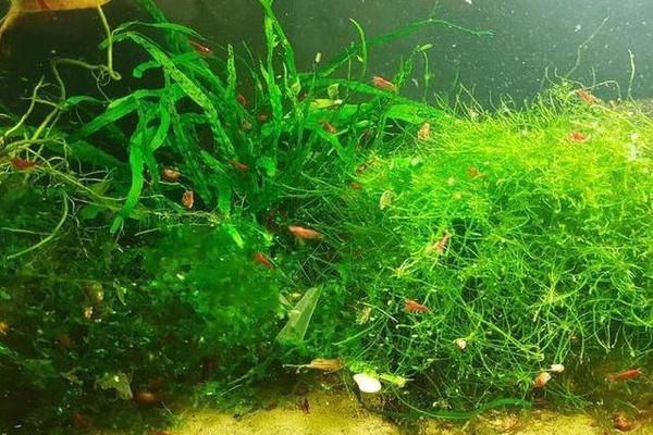 邯鄲哪里有賣魚缸的？，邯鄲二手魚缸市場