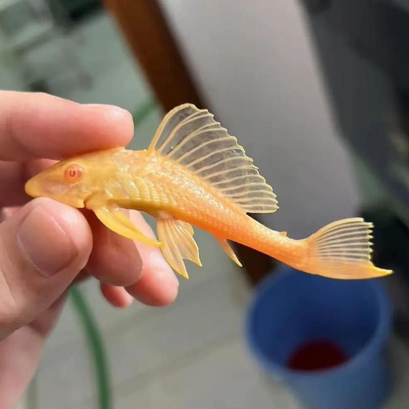 紅眼女王大帆魚的優缺點，女王大帆魚價格是多少女王大帆魚價格是多少 紅眼女王大帆魚的優缺點，女王大帆魚價格是多少女王大帆魚價格是多少 觀賞魚百科 第2張