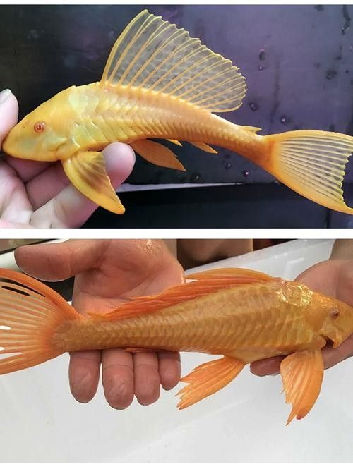 紅眼女王大帆魚的優缺點，女王大帆魚價格是多少女王大帆魚價格是多少 紅眼女王大帆魚的優缺點，女王大帆魚價格是多少女王大帆魚價格是多少 觀賞魚百科 第1張