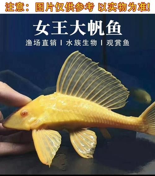 紅眼女王大帆魚的優缺點，女王大帆魚價格是多少女王大帆魚價格是多少 紅眼女王大帆魚的優缺點，女王大帆魚價格是多少女王大帆魚價格是多少 觀賞魚百科 第4張
