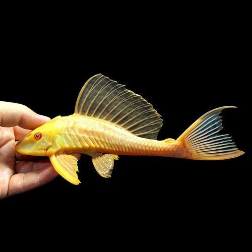 紅眼女王大帆魚的優缺點，女王大帆魚價格是多少女王大帆魚價格是多少 紅眼女王大帆魚的優缺點，女王大帆魚價格是多少女王大帆魚價格是多少 觀賞魚百科 第3張