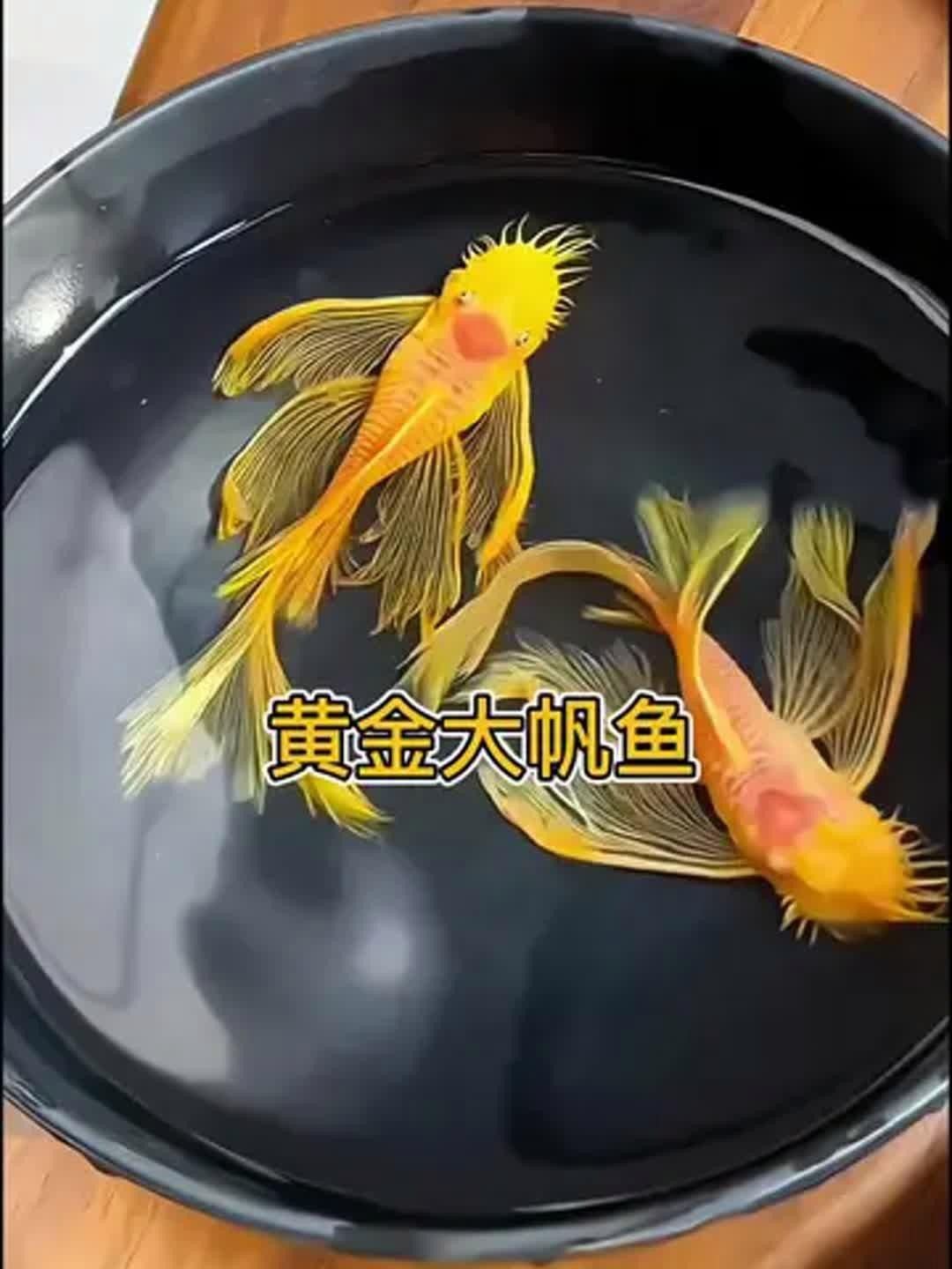 紅眼女王大帆魚的優缺點，女王大帆魚價格是多少女王大帆魚價格是多少 紅眼女王大帆魚的優缺點，女王大帆魚價格是多少女王大帆魚價格是多少 觀賞魚百科 第7張