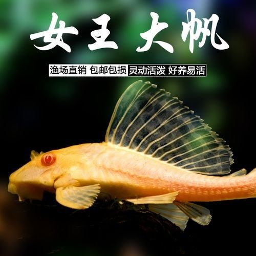 紅眼女王大帆魚的優缺點，女王大帆魚價格是多少女王大帆魚價格是多少 紅眼女王大帆魚的優缺點，女王大帆魚價格是多少女王大帆魚價格是多少 觀賞魚百科 第5張