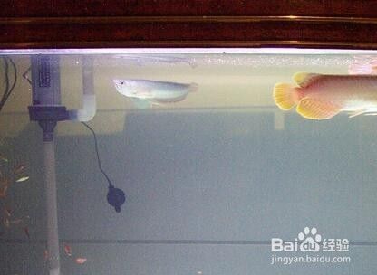漯河觀賞魚批發市場地址，漯河觀賞魚批發市場地址對應的相關信息，漯河觀賞魚批發市場地址