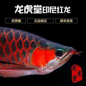 紅龍魚顏色變淺了怎么辦視頻，如何判斷紅龍魚顏色變淺是正?，F象還是疾病引起的？