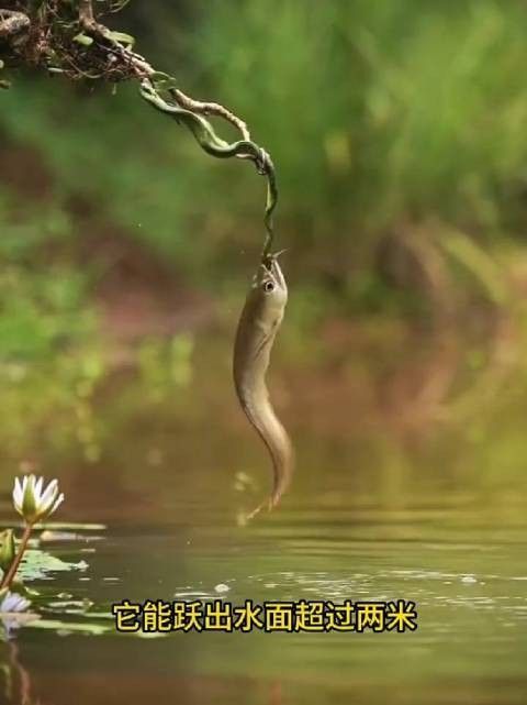 銀龍魚的壽命是多少壹陸舞研銀龍魚的壽命一般有多長，銀龍的壽命一般有多長