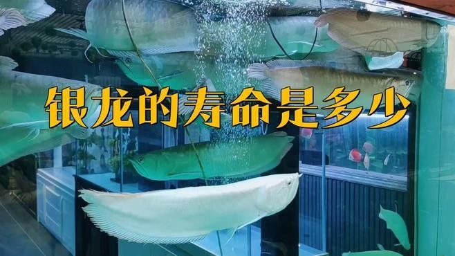 銀龍魚的壽命是多少壹陸舞研銀龍魚的壽命一般有多長，銀龍的壽命一般有多長