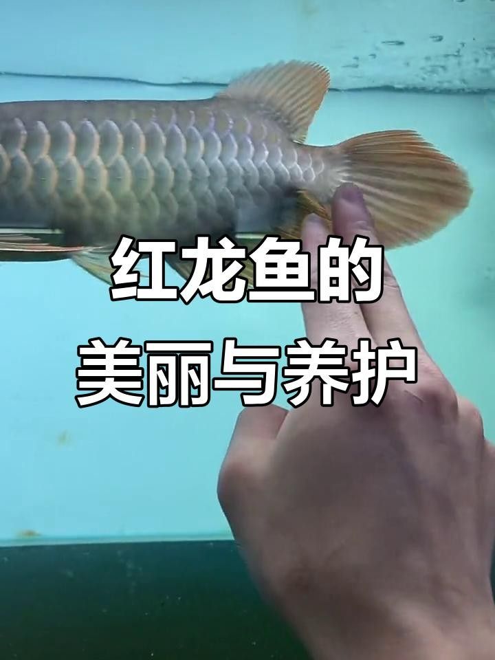 新密紅龍魚的價格是多少？，養魚小藝，新密紅龍魚的價格是多少？