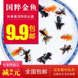 紅龍紹十大龍魚魚缸品牌的選擇：亞洲龍魚魚缸選擇，如何選擇一個(gè)適合自己的魚缸