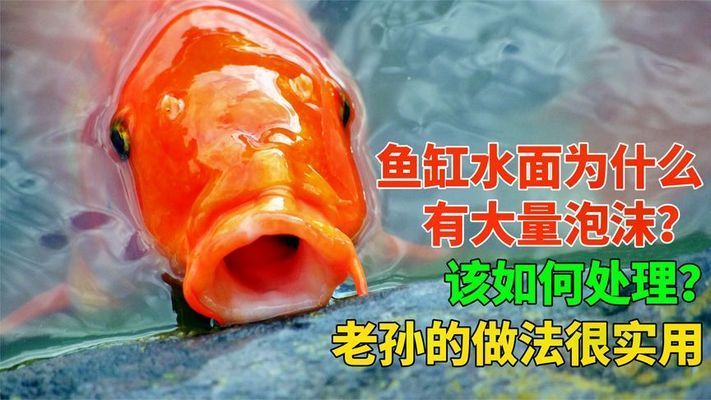 白鯊可以和龍魚混養嘛，白鯊魚能和什么魚混養對應的相關信息，白鯊可以和銀龍魚混養嘛