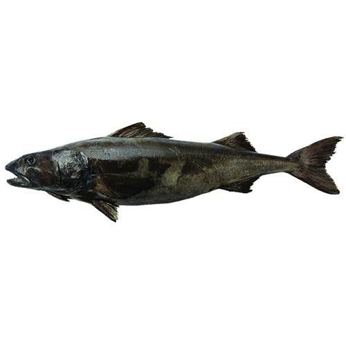黑鳘魚，黑鳘聽，黑鳘魚的價格是多少？，黑鳘魚和石斑魚有什么區別，