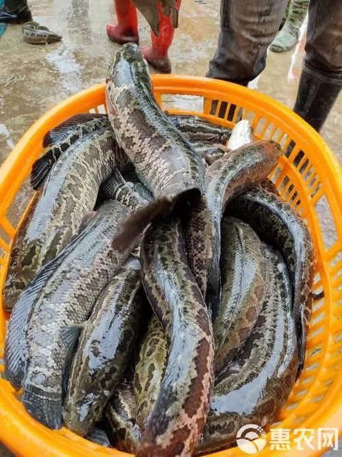 黑鳘魚，黑鳘聽，黑鳘魚的價格是多少？，黑鳘魚和石斑魚有什么區別，