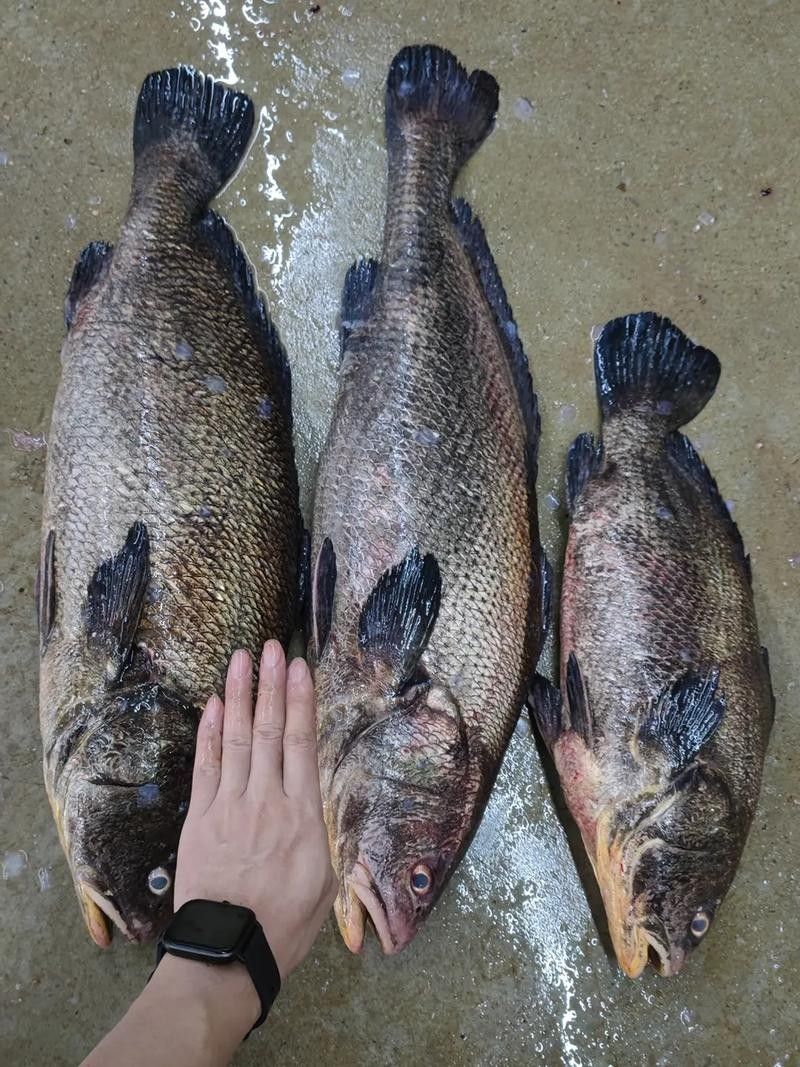 黑鳘魚，黑鳘聽，黑鳘魚的價格是多少？，黑鳘魚和石斑魚有什么區別，