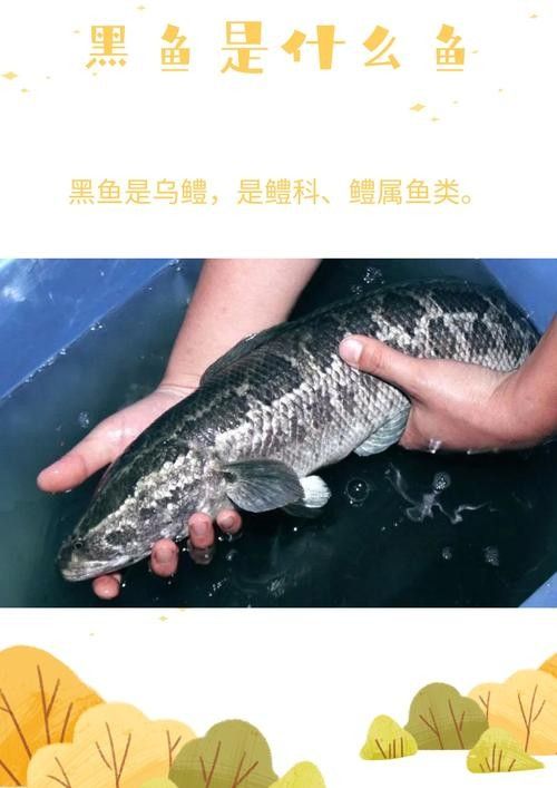 黑鳘魚，黑鳘聽，黑鳘魚的價格是多少？，黑鳘魚和石斑魚有什么區別，