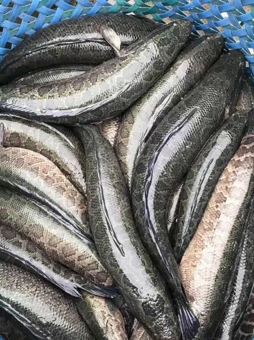 黑鳘魚，黑鳘聽，黑鳘魚的價格是多少？，黑鳘魚和石斑魚有什么區別，