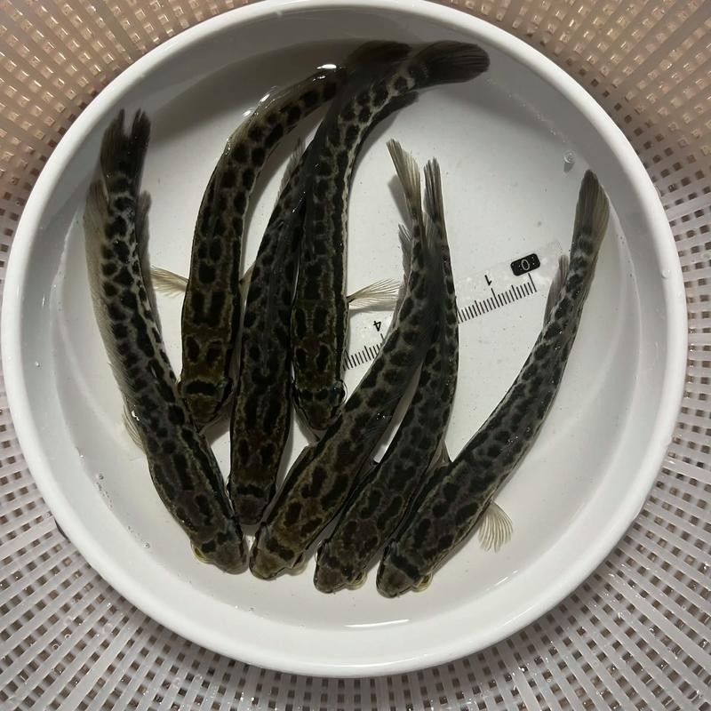 黑鳘魚，黑鳘聽，黑鳘魚的價格是多少？，黑鳘魚和石斑魚有什么區別，
