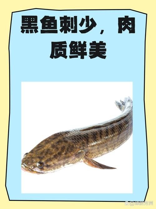 黑鳘魚，黑鳘聽，黑鳘魚的價格是多少？，黑鳘魚和石斑魚有什么區別，