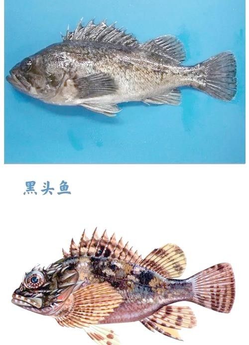 黑鳘魚，黑鳘聽，黑鳘魚的價格是多少？，黑鳘魚和石斑魚有什么區別，