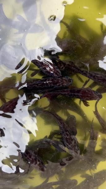 黑鳘魚，黑鳘聽，黑鳘魚的價格是多少？，黑鳘魚和石斑魚有什么區別，