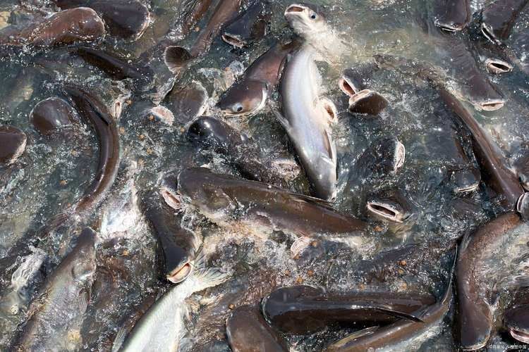 黑鳘魚，黑鳘聽，黑鳘魚的價格是多少？，黑鳘魚和石斑魚有什么區別，