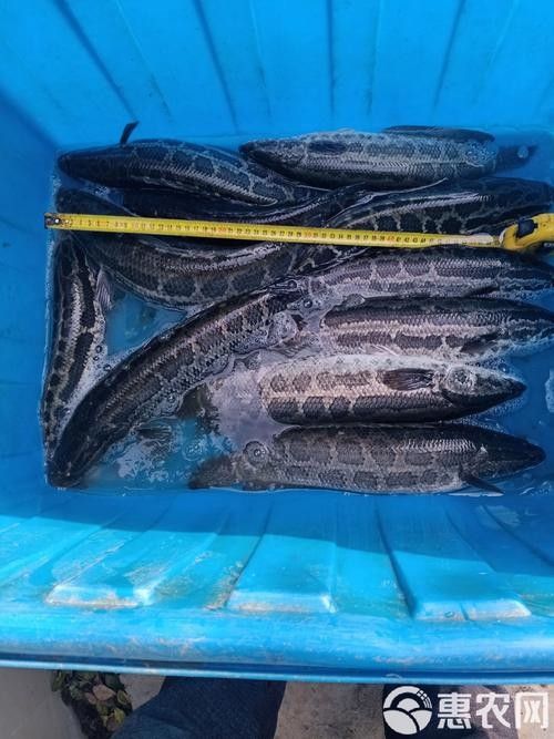 黑鳘魚，黑鳘聽，黑鳘魚的價格是多少？，黑鳘魚和石斑魚有什么區別，