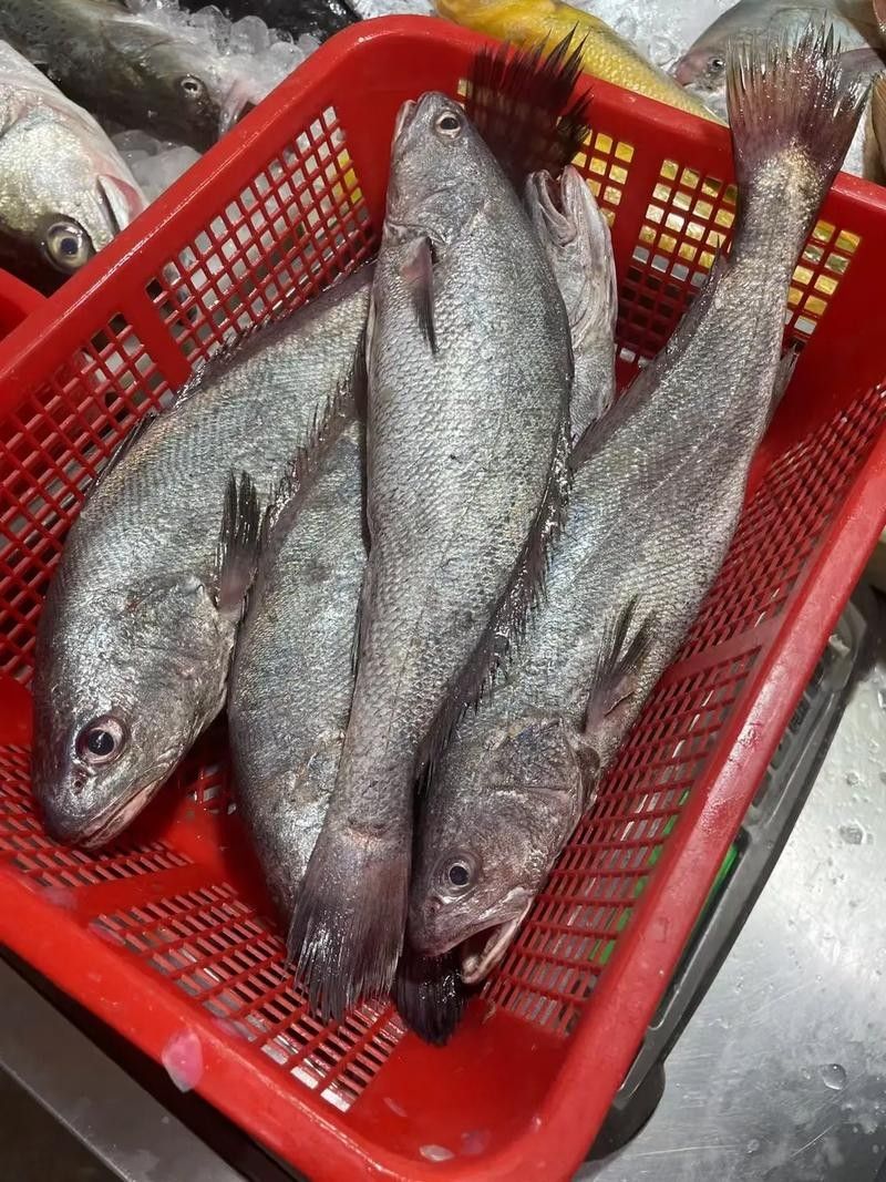 黑鳘魚，黑鳘聽，黑鳘魚的價格是多少？，黑鳘魚和石斑魚有什么區別，