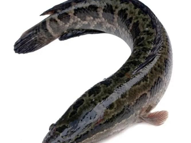 黑鳘魚，黑鳘聽，黑鳘魚的價格是多少？，黑鳘魚和石斑魚有什么區別，