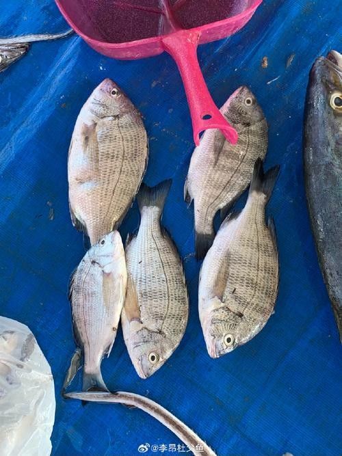 黑鳘魚，黑鳘聽，黑鳘魚的價格是多少？，黑鳘魚和石斑魚有什么區別，