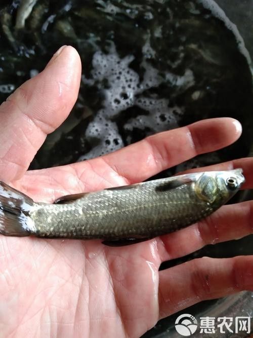 黑鳘魚，黑鳘聽，黑鳘魚的價格是多少？，黑鳘魚和石斑魚有什么區別，
