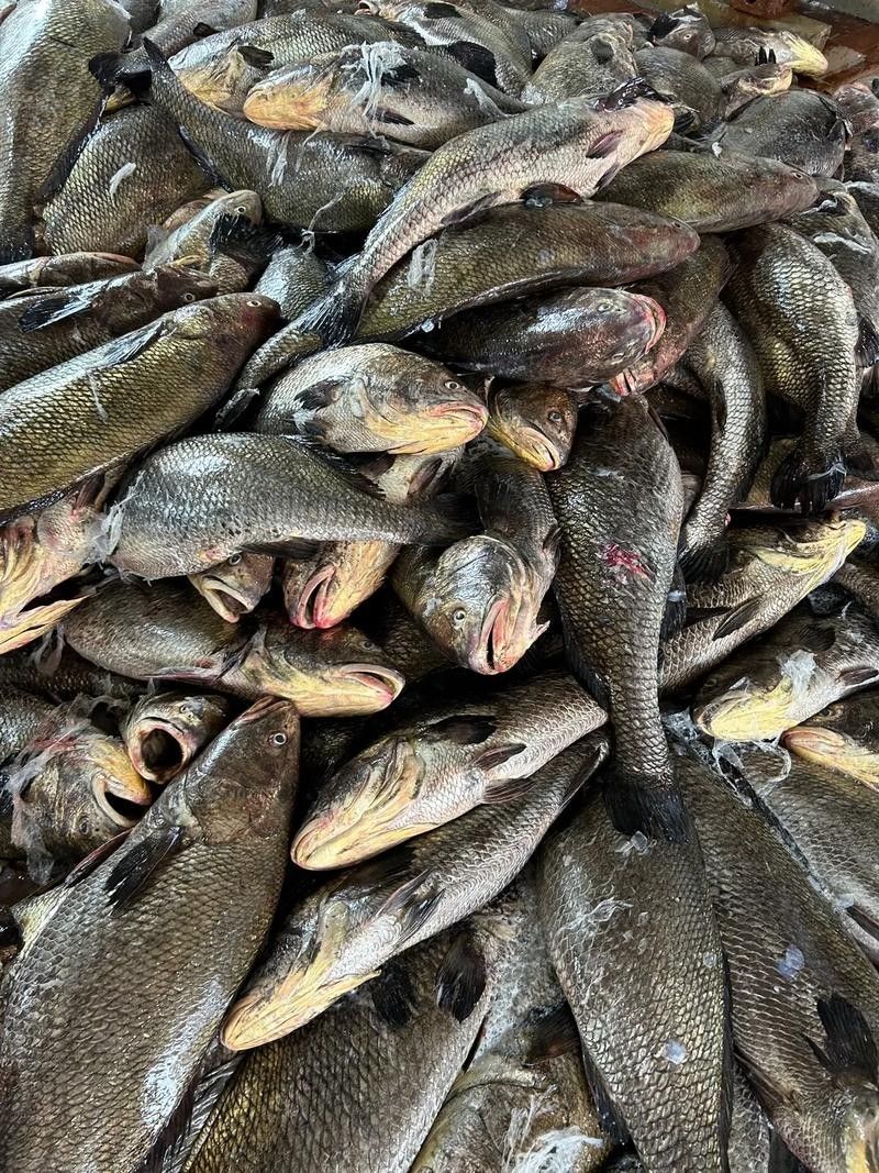 黑鳘魚，黑鳘聽，黑鳘魚的價格是多少？，黑鳘魚和石斑魚有什么區別，