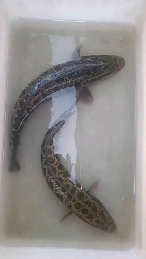 黑鳘魚，黑鳘聽，黑鳘魚的價格是多少？，黑鳘魚和石斑魚有什么區別，
