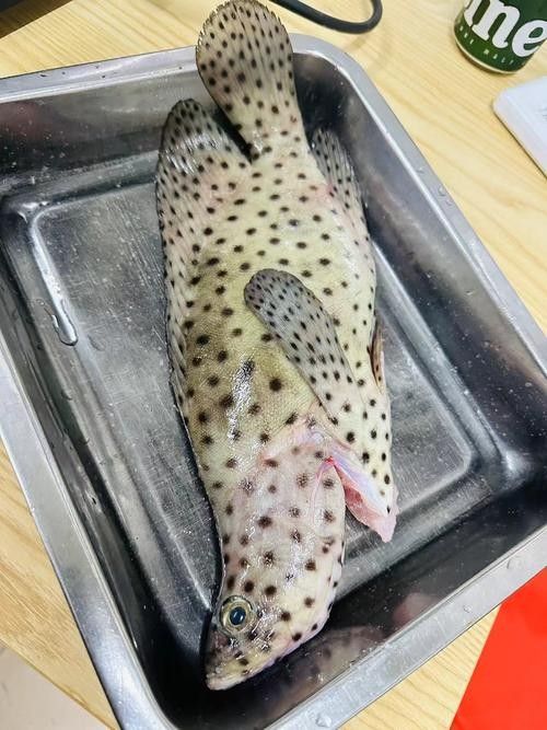 黑鳘魚，黑鳘聽，黑鳘魚的價格是多少？，黑鳘魚和石斑魚有什么區別，