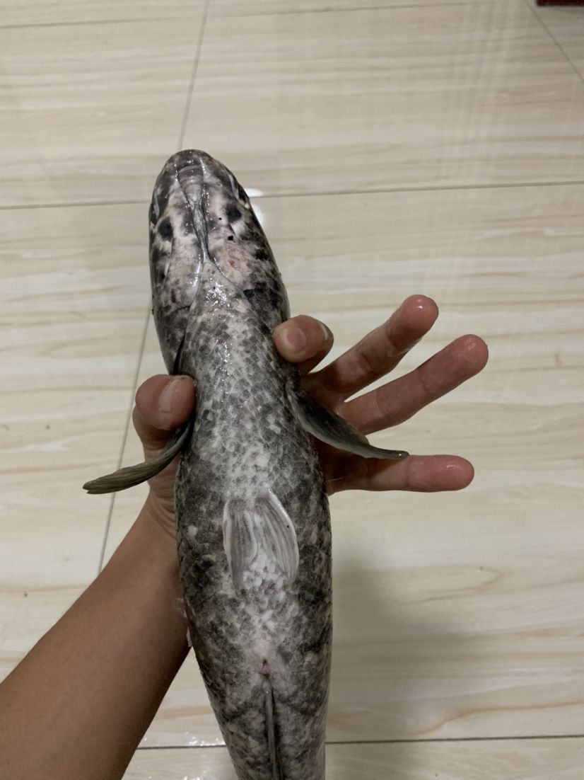 魚群疾病的診斷方法，養雷龍，眼鏡蛇那類魚友有沒有推薦用啥藥哇=謝