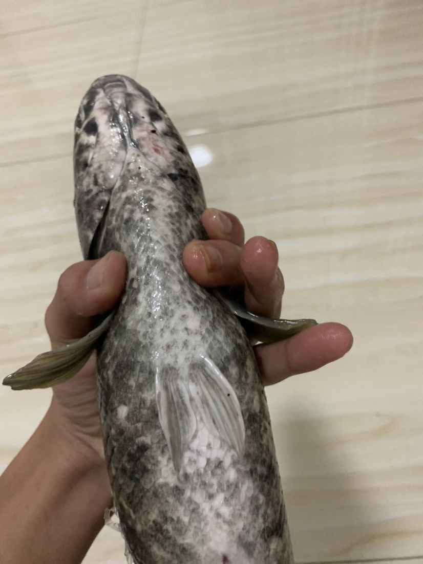 魚群疾病的診斷方法，養雷龍，眼鏡蛇那類魚友有沒有推薦用啥藥哇=謝