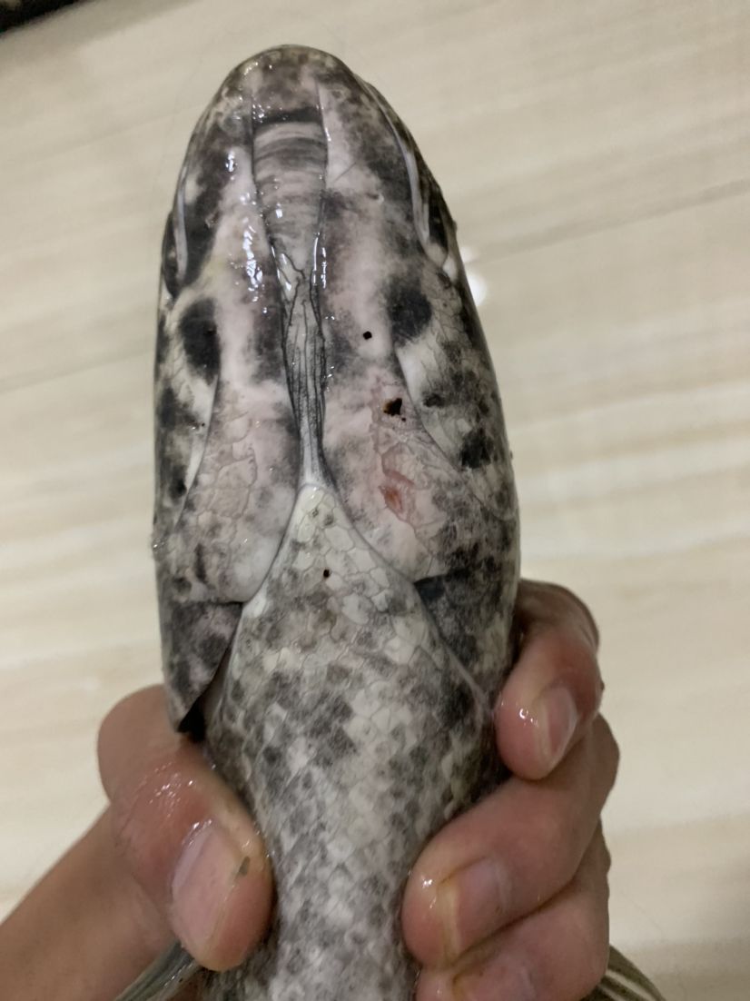 魚群疾病的診斷方法，養雷龍，眼鏡蛇那類魚友有沒有推薦用啥藥哇=謝