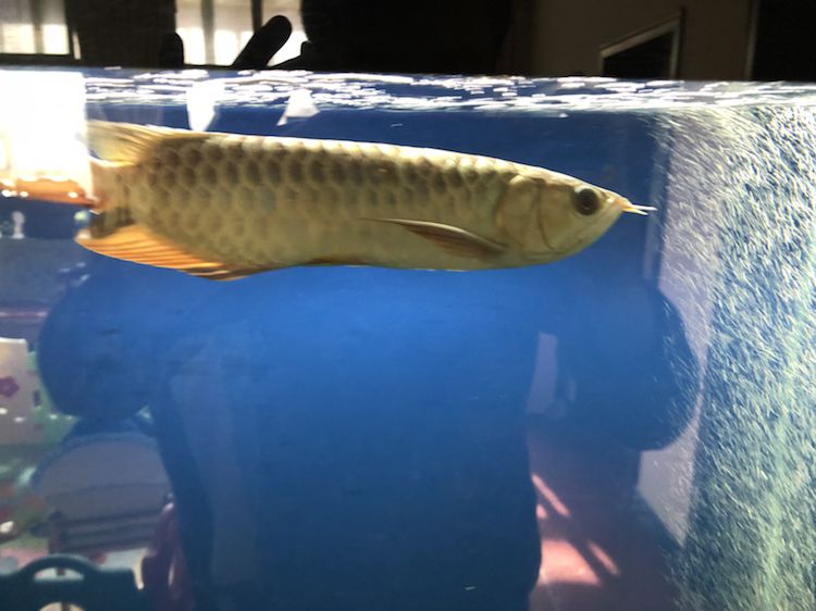 前輩指導的重要性與實踐，=祥龍水族聯(lián)盟魚友評論：保持食欲才能長胖