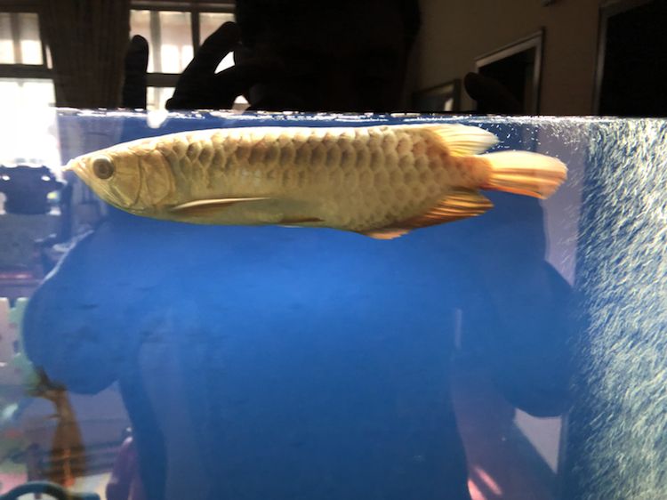 前輩指導的重要性與實踐，=祥龍水族聯(lián)盟魚友評論：保持食欲才能長胖