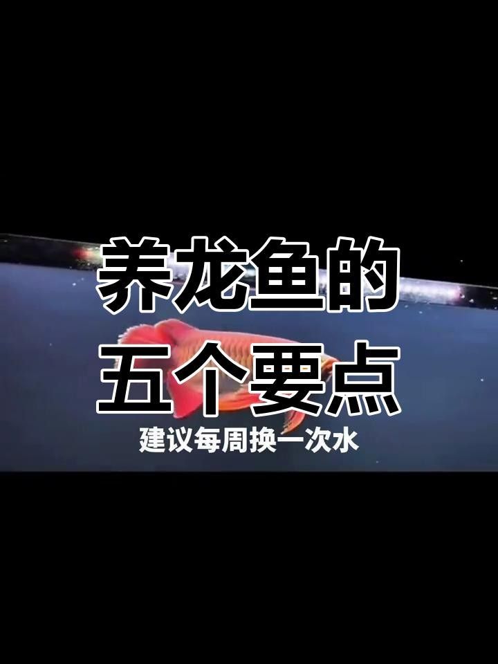 肅寧龍魚養殖技術有哪些？肅寧縣有沒有龍魚養殖企業？，肅寧縣龍魚養殖技術有哪些？