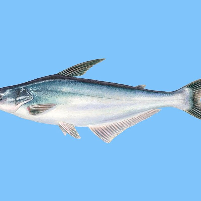龍利魚和巴沙魚的區(qū)別，板魚巴沙魚與巴沙魚哪個營養(yǎng)價值更高專家現(xiàn)場分析講解