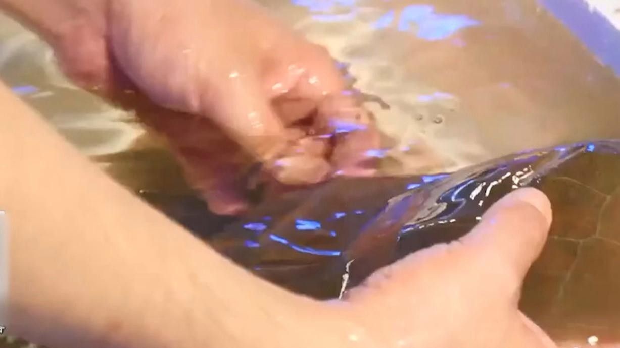 龍利魚和巴沙魚的區(qū)別，板魚巴沙魚與巴沙魚哪個營養(yǎng)價值更高專家現(xiàn)場分析講解
