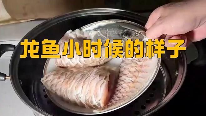 這是我見(jiàn)過(guò)最像龍的海洋生物，裝甲魴幼魚科普小百科，燈科魚中的“小龍魚”有哪些品種適合初學(xué)者飼養(yǎng)