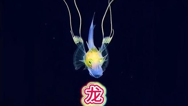 這是我見(jiàn)過(guò)最像龍的海洋生物，裝甲魴幼魚科普小百科，燈科魚中的“小龍魚”有哪些品種適合初學(xué)者飼養(yǎng)