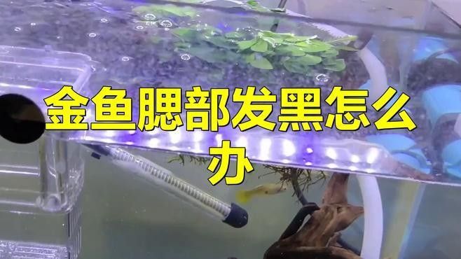 魚鰓變黑怎么辦，金魚腮部發黑怎么辦菱動甜妹魚鰓變黑怎么辦