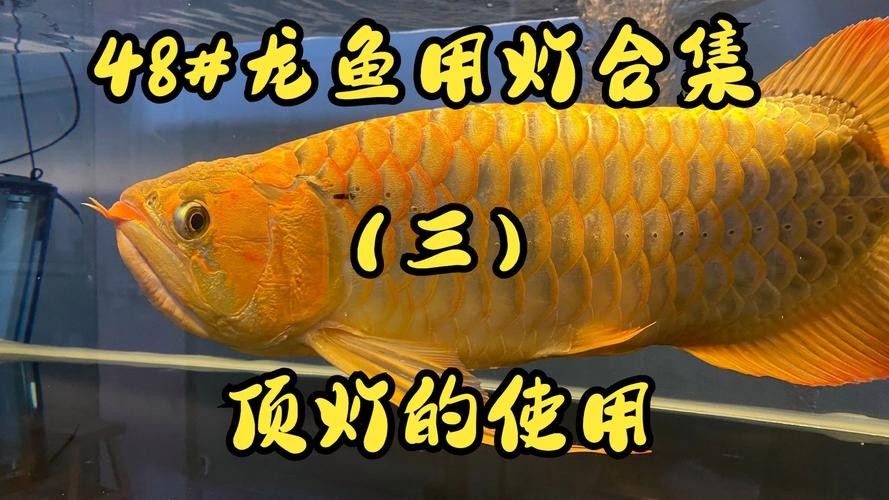 龍魚發色燈多久換一次，有哪些品牌的龍魚發色燈推薦？，魚發色燈的功率選擇取決于多個因素包括魚缸的大小、龍魚的種類和大小以及你想要的
