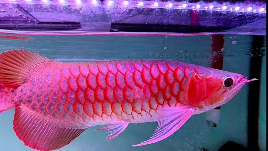 龍魚發色燈多久換一次，有哪些品牌的龍魚發色燈推薦？，魚發色燈的功率選擇取決于多個因素包括魚缸的大小、龍魚的種類和大小以及你想要的